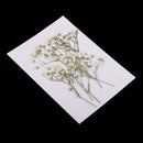 Pack of 10 Real Pressed Dried Flowers Natural Dry Babys Breath Flowers DIY Making Card Handmade Jewelry Resin Crafts Scrapbooking Art Crafts Accessories
