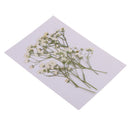 Pack of 10 Real Pressed Dried Flowers Natural Dry Babys Breath Flowers DIY Making Card Handmade Jewelry Resin Crafts Scrapbooking Art Crafts Accessories