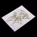 Pack of 10 Real Pressed Dried Flowers Natural Dry Babys Breath Flowers DIY Making Card Handmade Jewelry Resin Crafts Scrapbooking Art Crafts Accessories