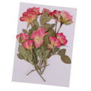 10 Pieces Multiple Pressed Flowers, Rose Buds with Leaves, Real Pressed Dried Flowers for Handmade Scrapboking Wedding Card DIY Resin Jewelry Craft Floral Art Decor