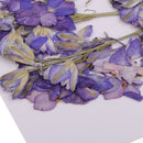 15 Pieces Pressed Dried Larkspur Flowers with Stem Plants Herbarium For Jewelry Postcard Photo Frame For Resin Casting Making Phone Case Decoration