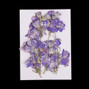 15 Pieces Pressed Dried Larkspur Flowers with Stem Plants Herbarium For Jewelry Postcard Photo Frame For Resin Casting Making Phone Case Decoration