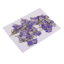 15 Pieces Pressed Dried Larkspur Flowers with Stem Plants Herbarium For Jewelry Postcard Photo Frame For Resin Casting Making Phone Case Decoration