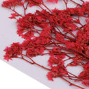 20 Pieces Dyed Dry Plum Art Plant Specimen DIY Resin Casting Crafts Scrapbooking Wedding Invitation Card Making Phone Case Arts & Crafts Decoration DIY Materials