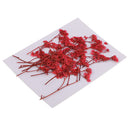 20 Pieces Dyed Dry Plum Art Plant Specimen DIY Resin Casting Crafts Scrapbooking Wedding Invitation Card Making Phone Case Arts & Crafts Decoration DIY Materials