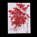 20 Pieces Dyed Dry Plum Art Plant Specimen DIY Resin Casting Crafts Scrapbooking Wedding Invitation Card Making Phone Case Arts & Crafts Decoration DIY Materials