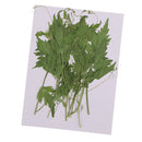 Pack of 10 Pcs Pressed Palhinhaea Leaves Press Dried Flowers Filler For Epoxy Resin Pendant Necklace Jewelry Making DIY Arts Crafts Scrapbooking Card Making Supplies