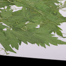 Pack of 10 Pcs Pressed Palhinhaea Leaves Press Dried Flowers Filler For Epoxy Resin Pendant Necklace Jewelry Making DIY Arts Crafts Scrapbooking Card Making Supplies