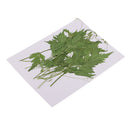 Pack of 10 Pcs Pressed Palhinhaea Leaves Press Dried Flowers Filler For Epoxy Resin Pendant Necklace Jewelry Making DIY Arts Crafts Scrapbooking Card Making Supplies