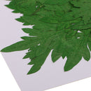 10 Pieces Pressed Natural Dried Flowers Green Leaves for DIY Craft Scrapbooking Jewelry Making Art Crafts