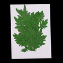 10 Pieces Pressed Natural Dried Flowers Green Leaves for DIY Craft Scrapbooking Jewelry Making Art Crafts