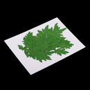10 Pieces Pressed Natural Dried Flowers Green Leaves for DIY Craft Scrapbooking Jewelry Making Art Crafts