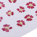 12 Pieces Natural Dried Flowers Verbena for DIY Pendants Handmade Resin Ornament Phone Case Decoration