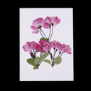 3 Pieces Pressed Dried Flowers Real Flower Sakura Embellishments for DIY Ornament Jewelry Making Candle Making