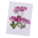 3 Pieces Pressed Dried Flowers Real Flower Sakura Embellishments for DIY Ornament Jewelry Making Candle Making