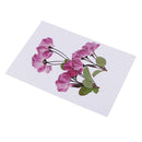 3 Pieces Pressed Dried Flowers Real Flower Sakura Embellishments for DIY Ornament Jewelry Making Candle Making