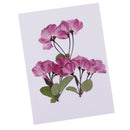 3 Pieces Pressed Dried Flowers Real Flower Sakura Embellishments for DIY Ornament Jewelry Making Candle Making