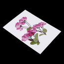 3 Pieces Pressed Dried Flowers Real Flower Sakura Embellishments for DIY Ornament Jewelry Making Candle Making