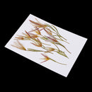 12 Pieces Pressed Dried Flowers Real Flower Lily Embellishments for DIY Ornament Jewelry Making Candle Making