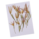 12 Pieces Pressed Dried Flowers Real Flower Lily Embellishments for DIY Ornament Jewelry Making Candle Making