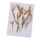 12 Pieces Pressed Dried Flowers Real Flower Lily Embellishments for DIY Ornament Jewelry Making Candle Making