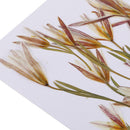 12 Pieces Pressed Dried Flowers Real Flower Lily Embellishments for DIY Ornament Jewelry Making Candle Making
