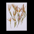 12 Pieces Pressed Dried Flowers Real Flower Lily Embellishments for DIY Ornament Jewelry Making Candle Making