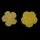 12 Pieces Real Pressed Yellow Amaranthus Flowers Natural Dried Flowers For Scrapbooking Arts & Crafts Resin Jewelry Mold Filler Phone Case Decor DIY Accessories