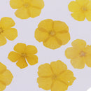 12 Pieces Real Pressed Yellow Amaranthus Flowers Natural Dried Flowers For Scrapbooking Arts & Crafts Resin Jewelry Mold Filler Phone Case Decor DIY Accessories