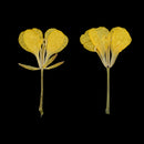 12 Pieces Dried Pressed Flowers Rape Flowers Plant Herbarium for Craft Making Photo Frame Phone Case Decor