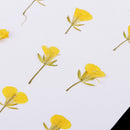 12 Pieces Dried Pressed Flowers Rape Flowers Plant Herbarium for Craft Making Photo Frame Phone Case Decor