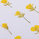 12 Pieces Dried Pressed Flowers Rape Flowers Plant Herbarium for Craft Making Photo Frame Phone Case Decor