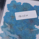 12 Pieces Real Pressed Flower Dried Cherry Blossom Dyed Blue Flowers for Floral Crafts Card Making