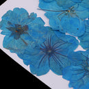 12 Pieces Real Pressed Flower Dried Cherry Blossom Dyed Blue Flowers for Floral Crafts Card Making