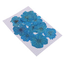 12 Pieces Real Pressed Flower Dried Cherry Blossom Dyed Blue Flowers for Floral Crafts Card Making
