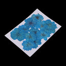 12 Pieces Real Pressed Flower Dried Cherry Blossom Dyed Blue Flowers for Floral Crafts Card Making