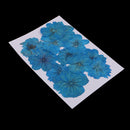 12 Pieces Real Pressed Flower Dried Cherry Blossom Dyed Blue Flowers for Floral Crafts Card Making