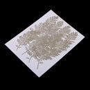 Natural Senecio Cineraria Real Pressed Dried Flowers Embellishments DIY Herbarium Materials Card Making Jewelry Resin Crafts Scrapbooking Art Crafts pack of 12 Pcs