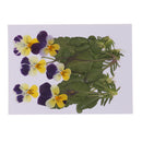 6 Pieces Natural Real Pressed Pansy Flower Dried Flower Floral Embellishments for Card making Scrapbooking Art Crafts DIY Resin Jewelry Candle Craft Mould Filler