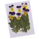 6 Pieces Natural Real Pressed Pansy Flower Dried Flower Floral Embellishments for Card making Scrapbooking Art Crafts DIY Resin Jewelry Candle Craft Mould Filler