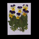 6 Pieces Natural Real Pressed Pansy Flower Dried Flower Floral Embellishments for Card making Scrapbooking Art Crafts DIY Resin Jewelry Candle Craft Mould Filler