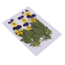 6 Pieces Natural Real Pressed Pansy Flower Dried Flower Floral Embellishments for Card making Scrapbooking Art Crafts DIY Resin Jewelry Candle Craft Mould Filler
