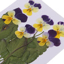 6 Pieces Natural Real Pressed Pansy Flower Dried Flower Floral Embellishments for Card making Scrapbooking Art Crafts DIY Resin Jewelry Candle Craft Mould Filler