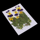 6 Pieces Natural Real Pressed Pansy Flower Dried Flower Floral Embellishments for Card making Scrapbooking Art Crafts DIY Resin Jewelry Candle Craft Mould Filler