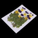 6 Pieces Natural Real Pressed Pansy Flower Dried Flower Floral Embellishments for Card making Scrapbooking Art Crafts DIY Resin Jewelry Candle Craft Mould Filler