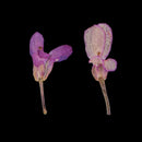 20 Pieces Pressed Dried Flower Iberis Amara Embellishments for Nail Art Decoration Resin Casting DIY Handmade Ornament