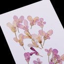 20 Pieces Pressed Dried Flower Iberis Amara Embellishments for Nail Art Decoration Resin Casting DIY Handmade Ornament