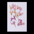 20 Pieces Pressed Dried Flower Iberis Amara Embellishments for Nail Art Decoration Resin Casting DIY Handmade Ornament