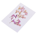 20 Pieces Pressed Dried Flower Iberis Amara Embellishments for Nail Art Decoration Resin Casting DIY Handmade Ornament