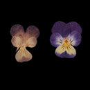 20 Pieces Real Pressed Press Dried Flower Violet Plant Specimen Filler For Nail Art Decor, Scrapbooking Card, Art Crafts, Epoxy Resin Jewelry Making